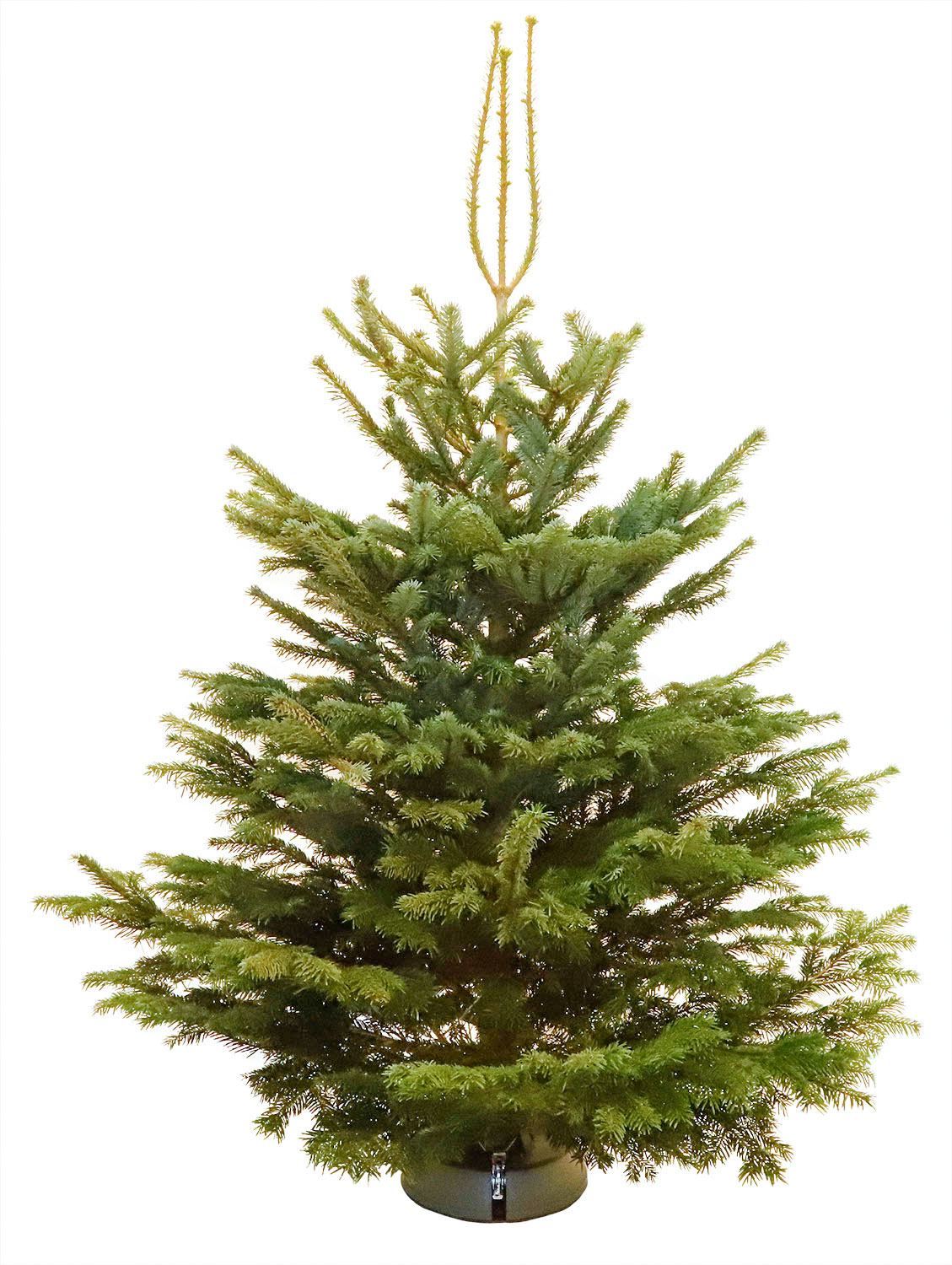 Echte-levende-kerstboom-Nordmann-125-150-cm-gezaagd-AA-kwaliteit