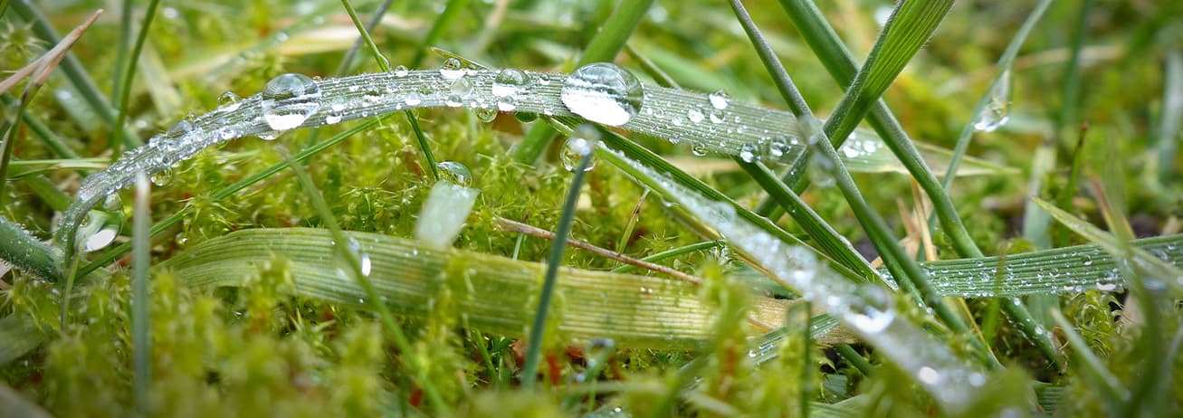 moss in the grass with dew drops