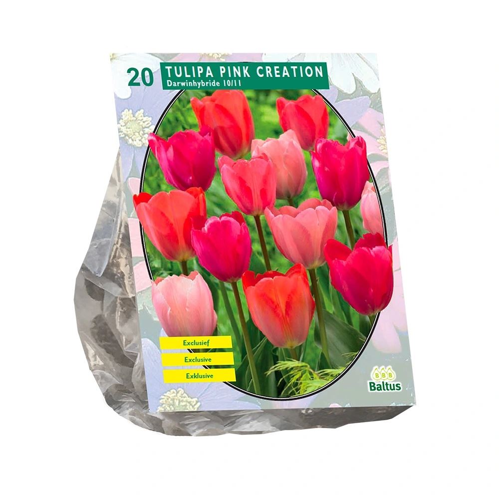 Tulipa-Pink-Creation-per-20
