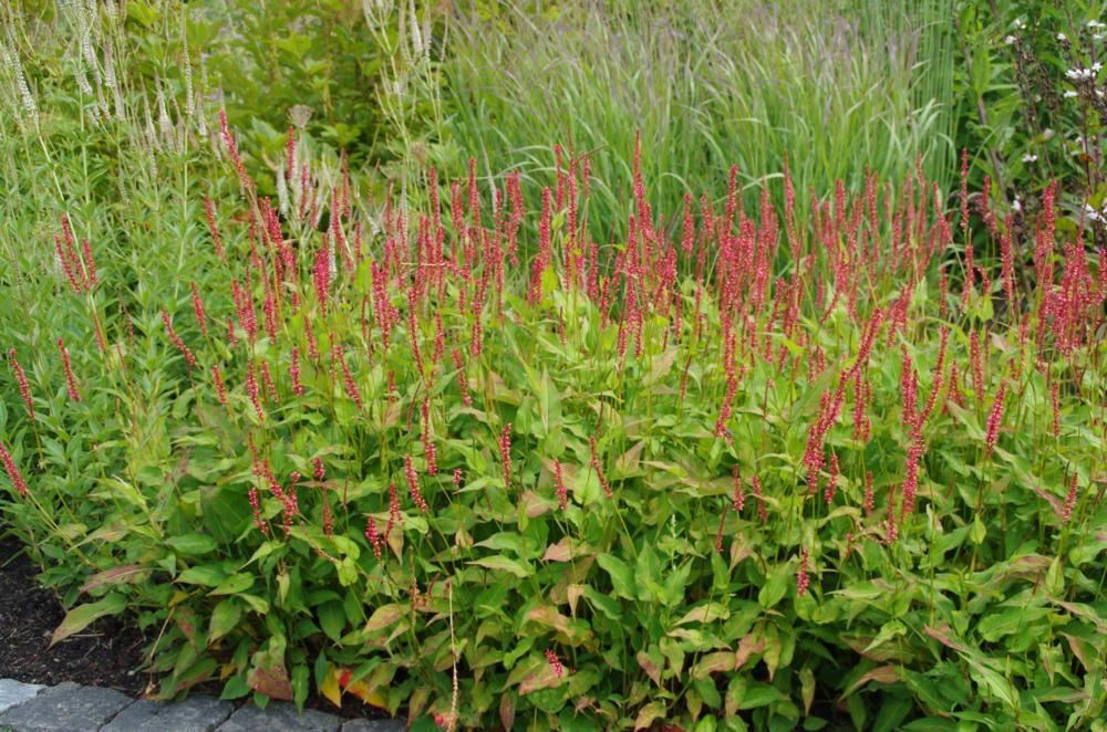 Plantenfiche-Persicaria-amplexicaulis-Orangofield-Orange-Field-
