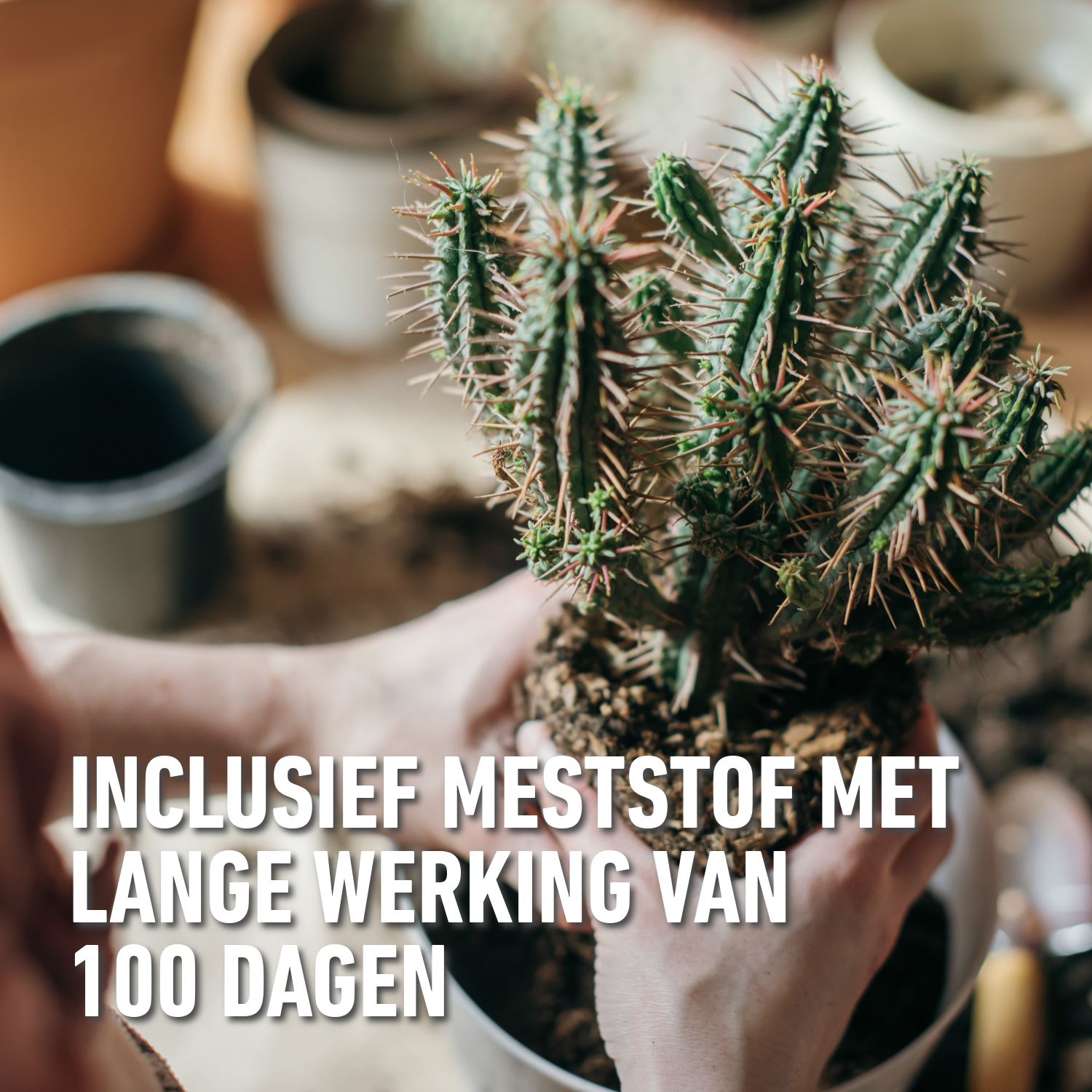 Compo-sana-cactuspotgrond-5L