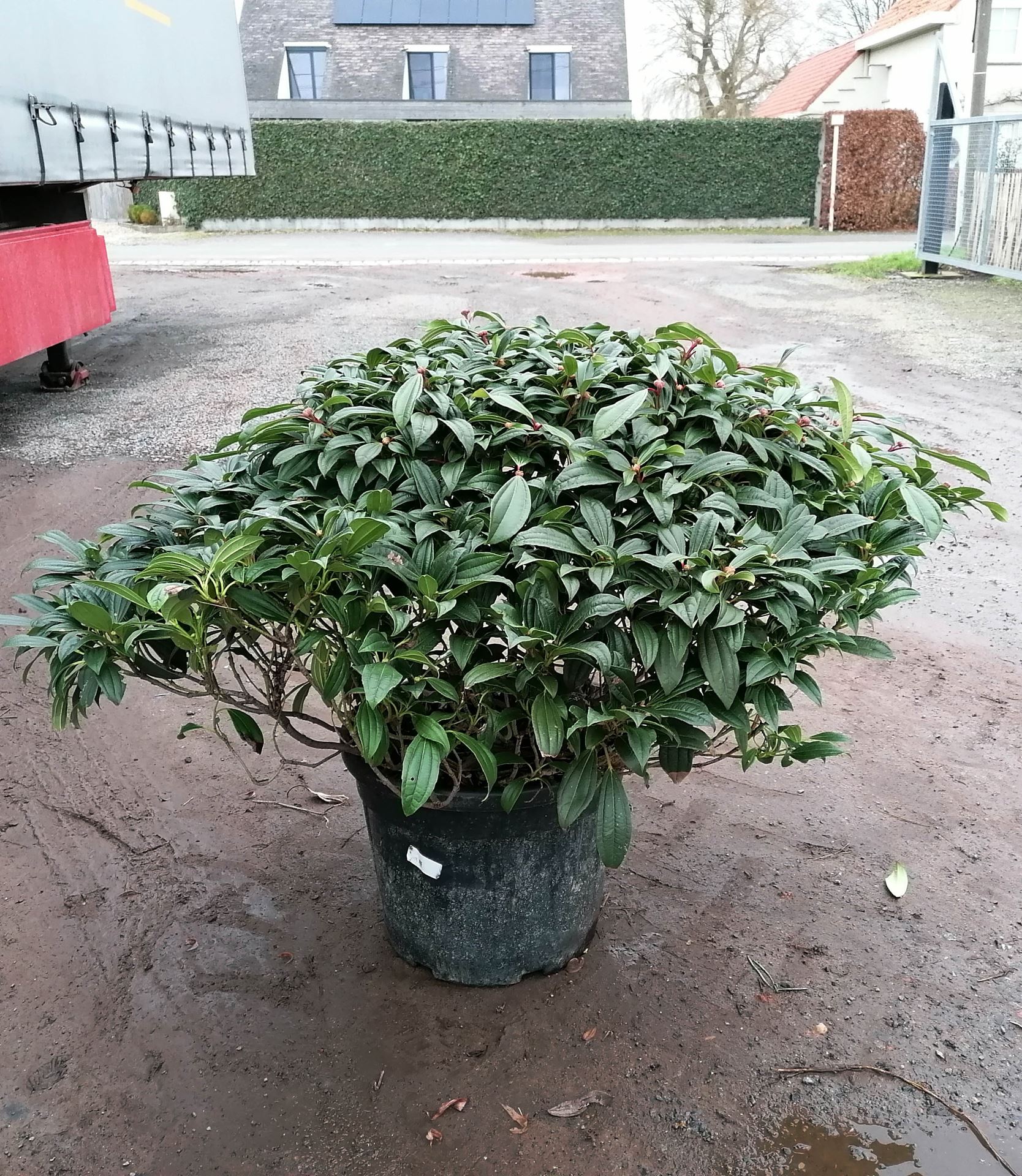 Viburnum davidii - pot 50L - 100-125 cm