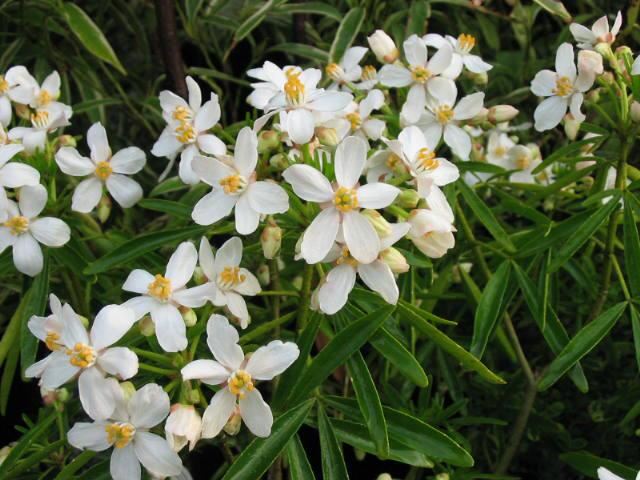 Plantenfiche-Choisya-Aztec-Pearl-