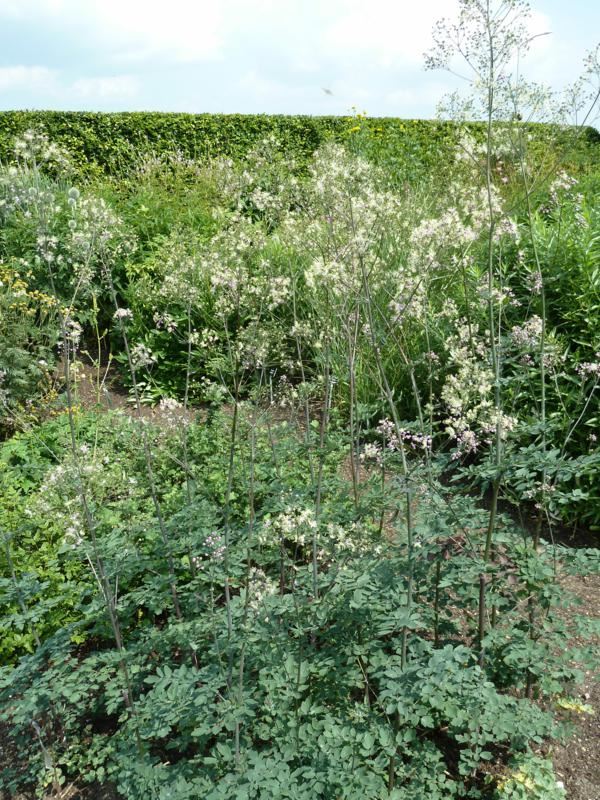 Plantenfiche-Thalictrum-Elin-