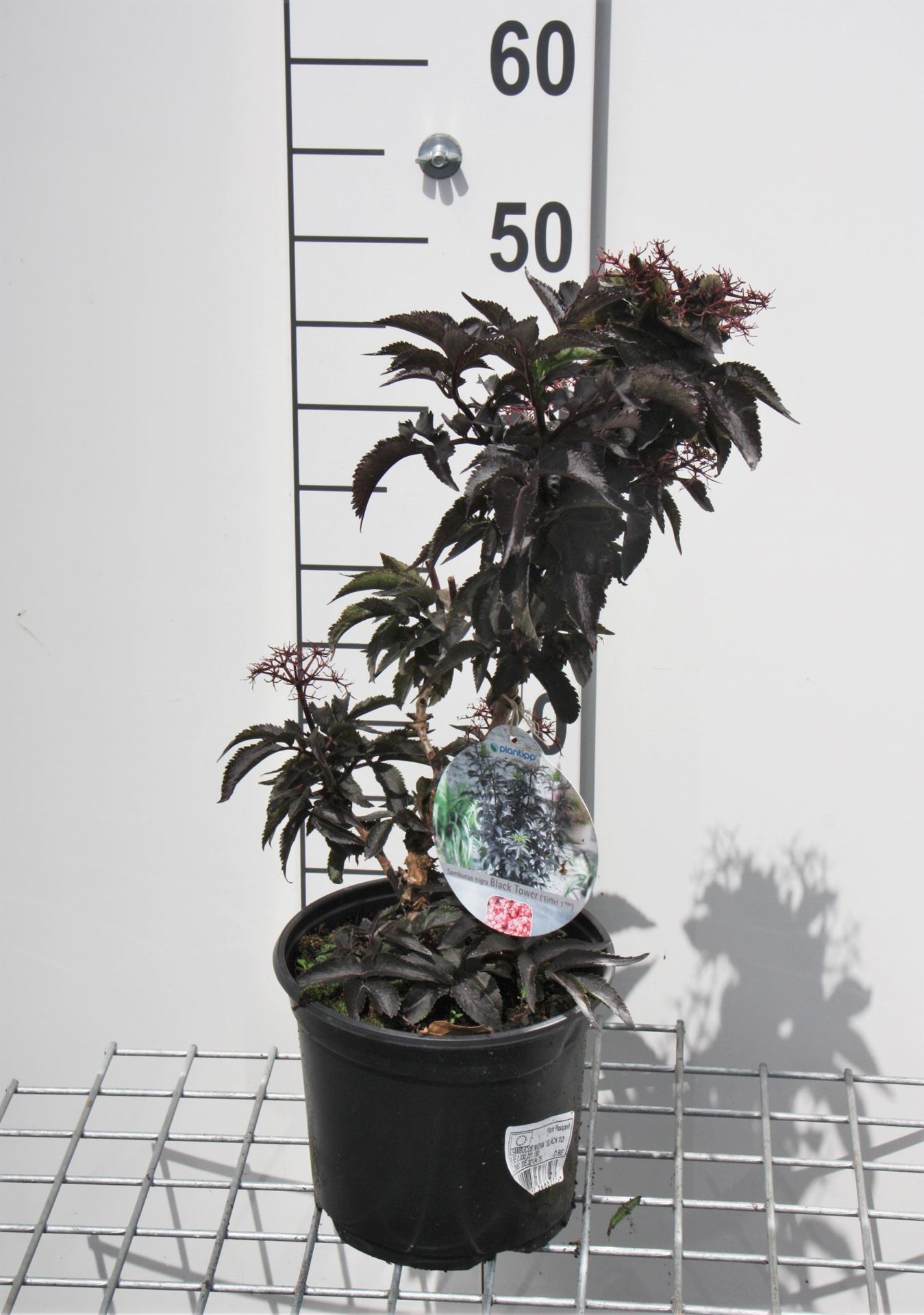 Sambucus nigra 'Eiffel1' (Black Tower) - pot - 30-40 cm