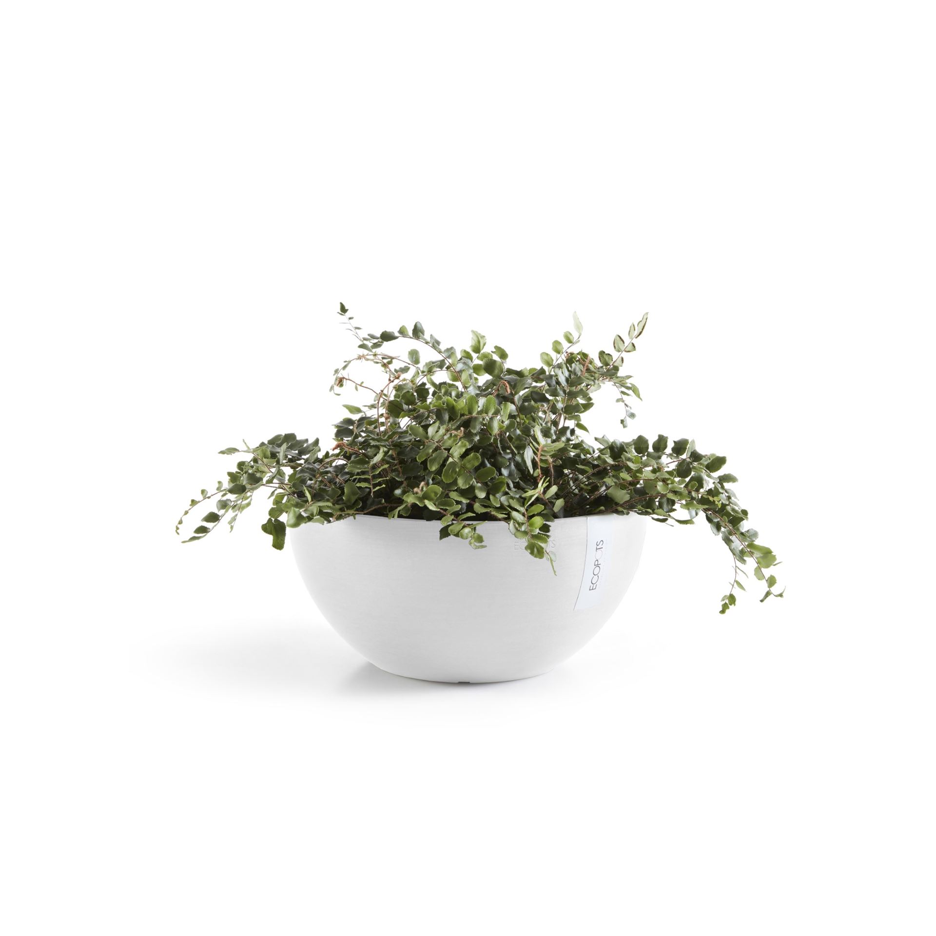 Ecopots-brussels-pure-white-25-cm-H12-cm