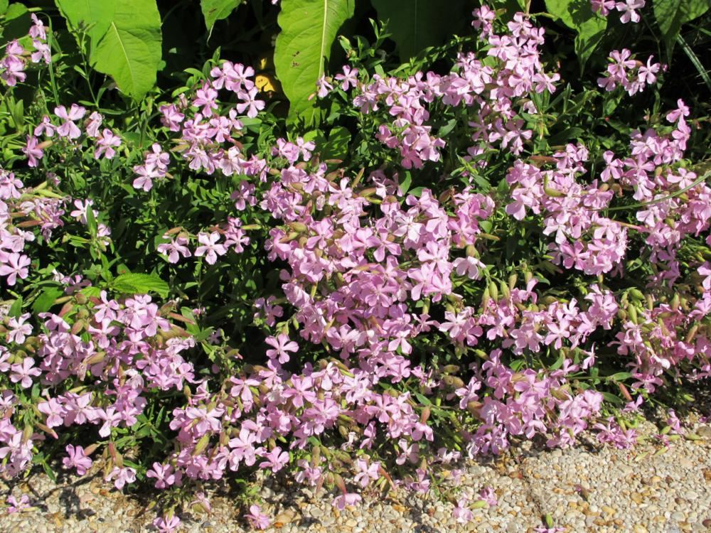 Plantenfiche-Saponaria-x-lempergii-Max-Frei-