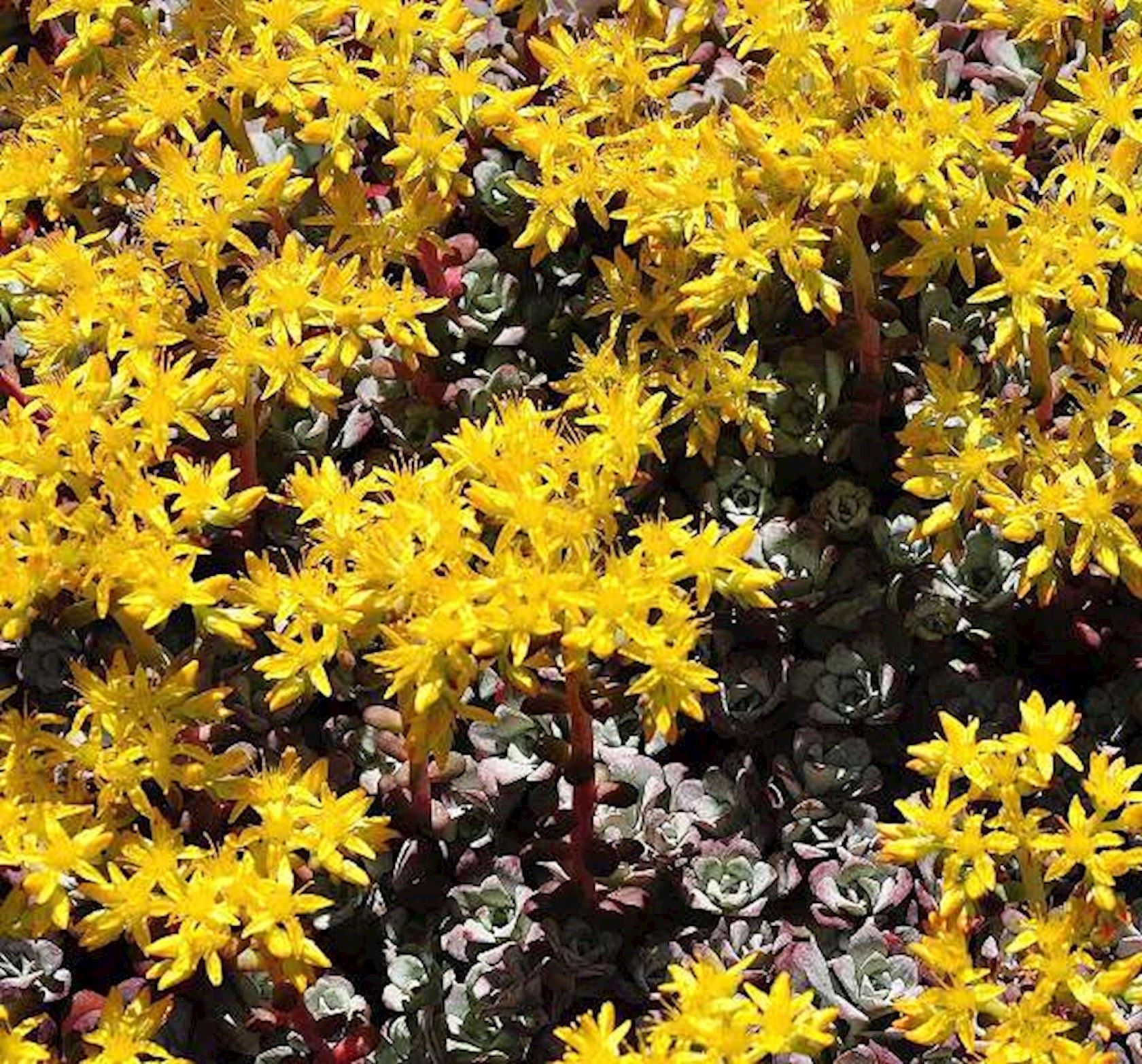 Plantenfiche-Sedum-spathulifolium-Purpureum-