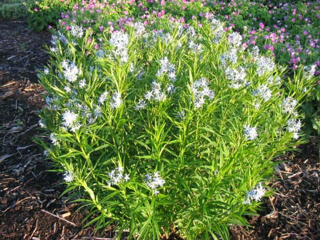 Plantenfiche-Amsonia-hubrichtii