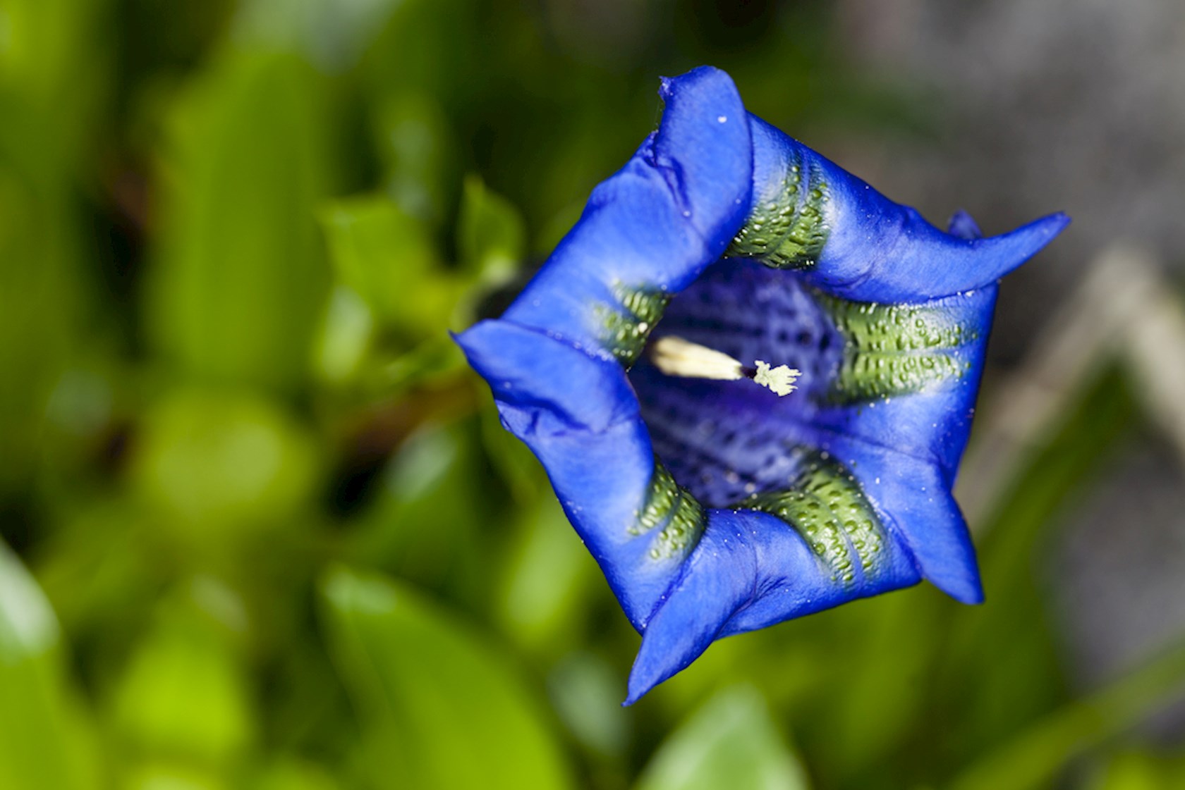 Plantenfiche-Gentiana-acaulis