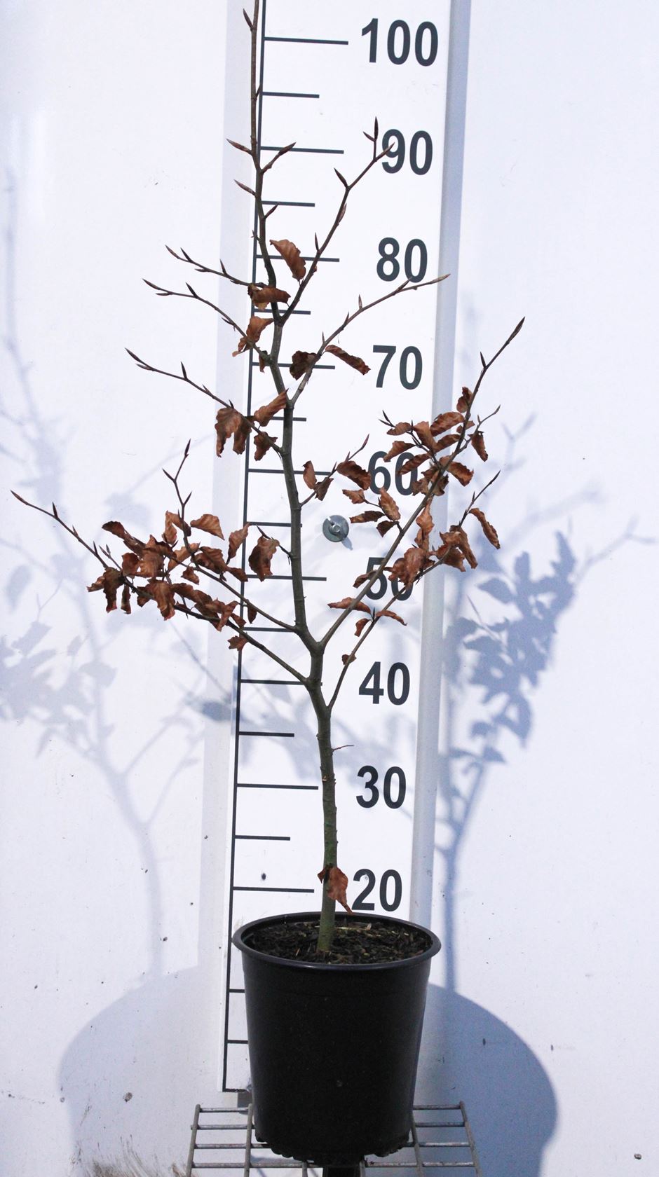 Fagus sylvatica 'Atropunicea' - pot - 80-100 cm