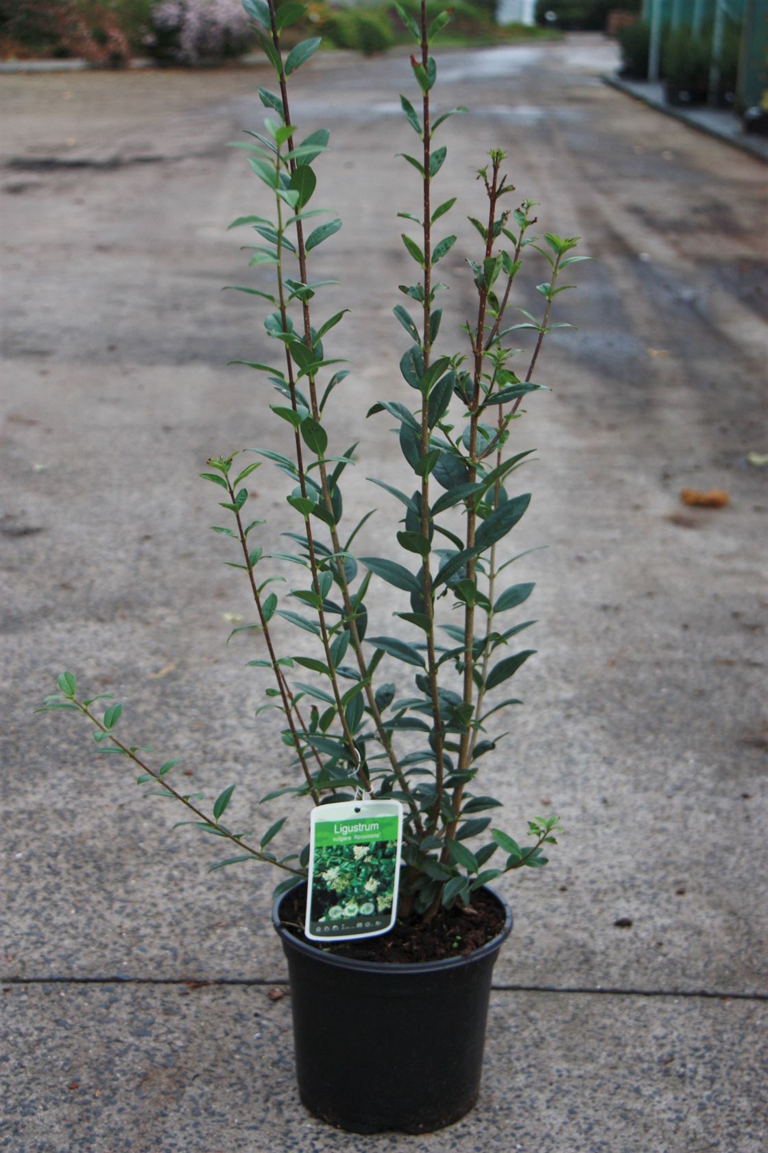 Ligustrum ovalifolium - pot - 60-80 cm