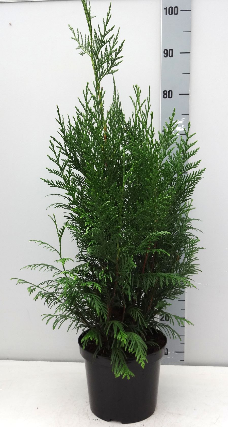 Thuja occidentalis 'Brabant' - pot - 60-80 cm