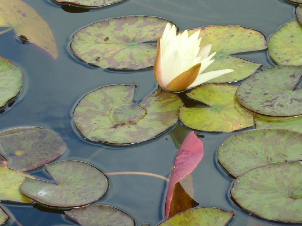 Plantenfiche-Nymphaea-Sulphurea-