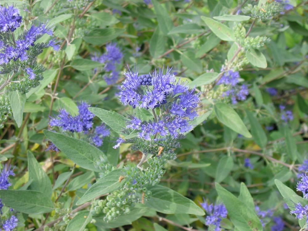 Plantenfiche-Caryopteris-x-clandonensis-Heavenly-Blue-