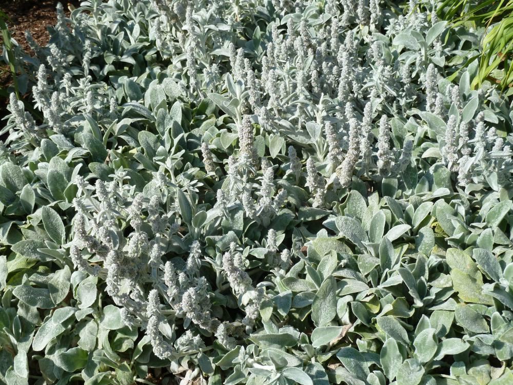 Plantenfiche-Stachys-byzantina