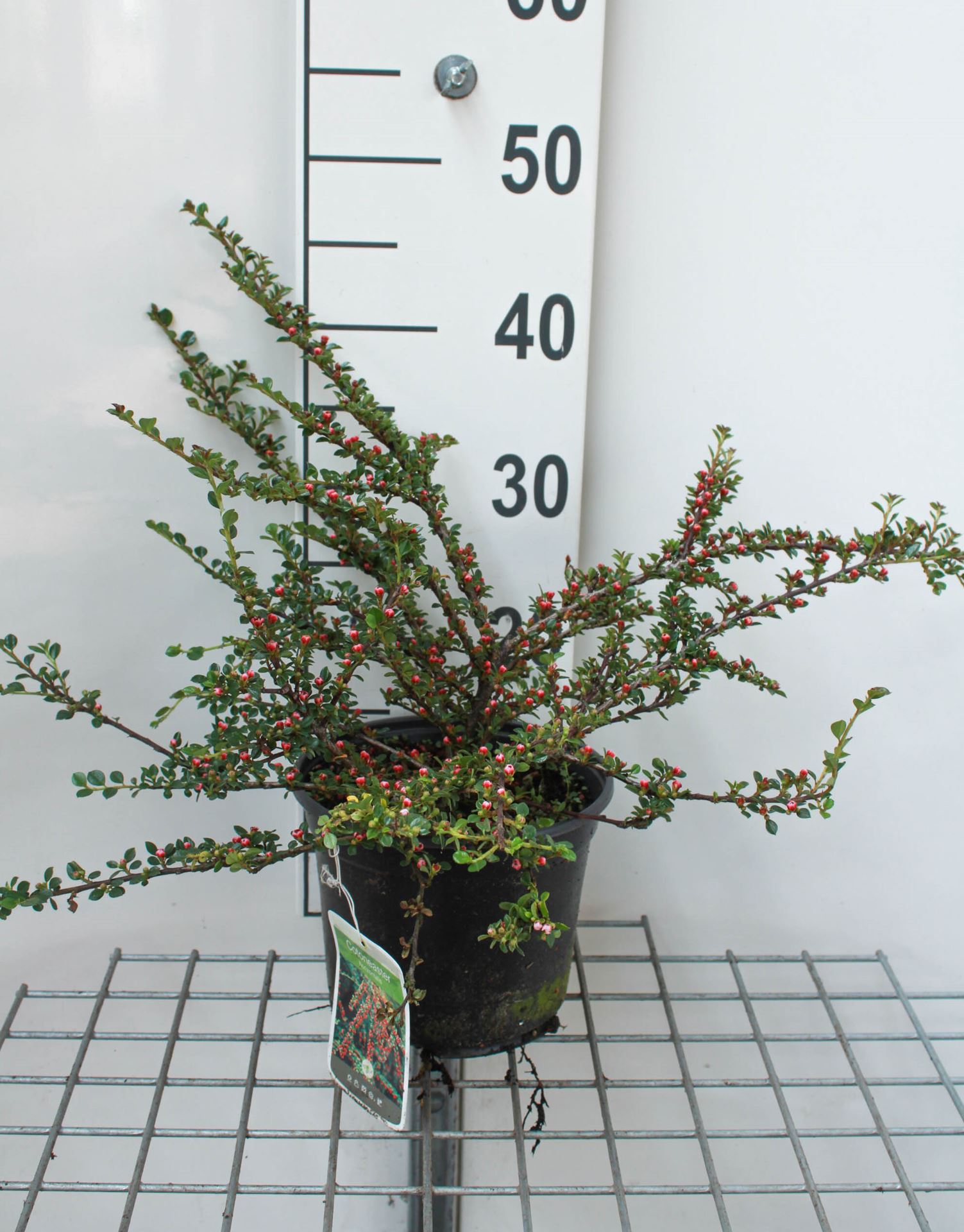 Cotoneaster horizontalis - pot 3L - 30-40 cm