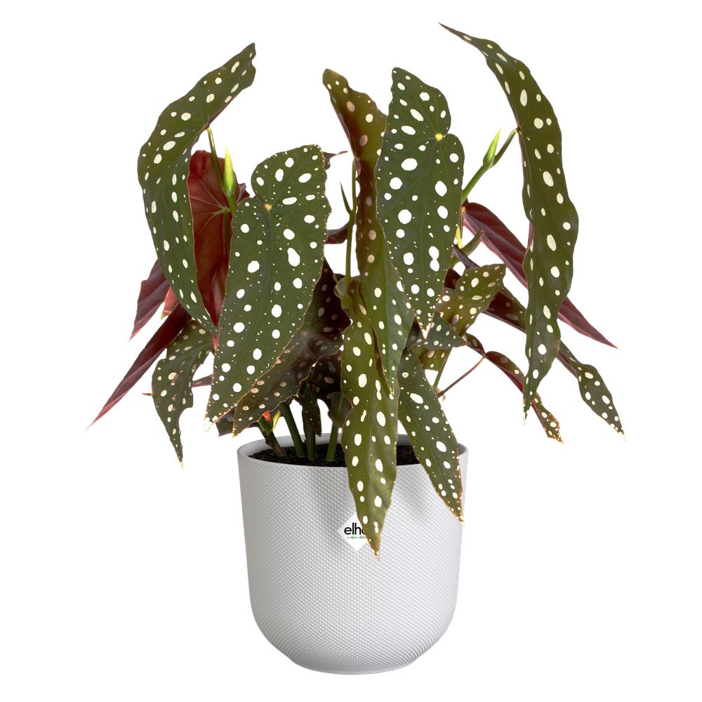 Bloempot-jazz-rond-14cm-zijdewit