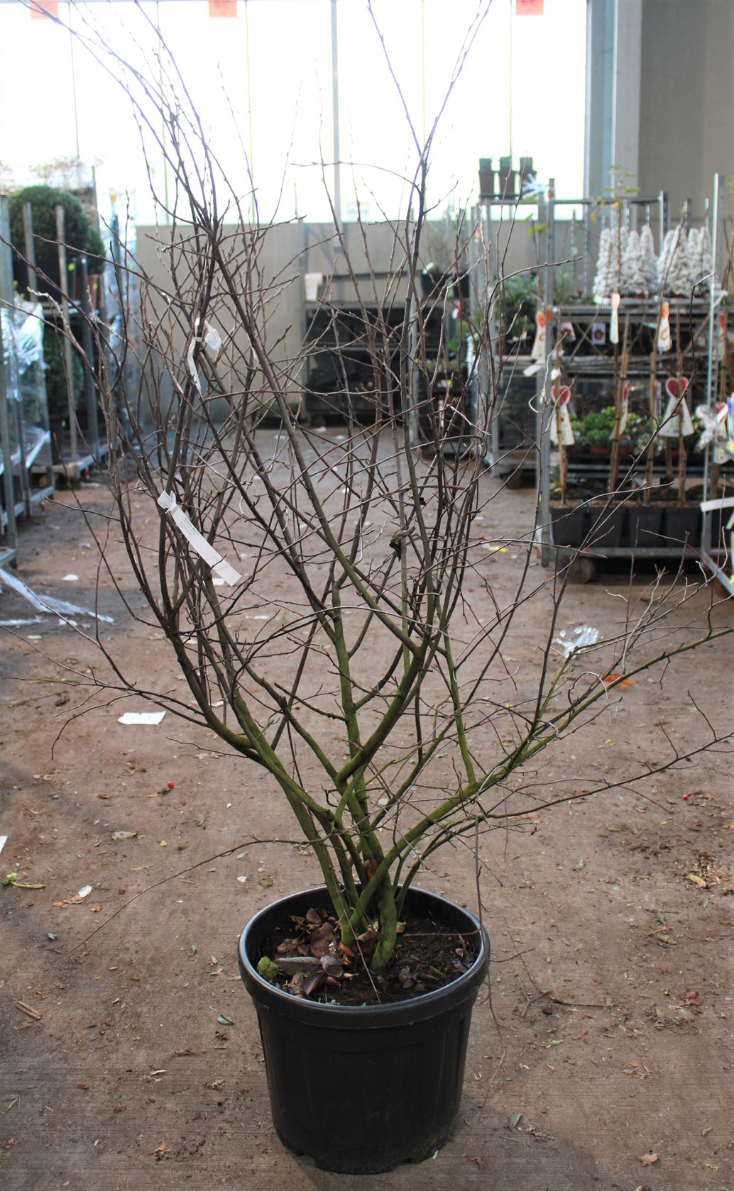 Amelanchier lamarckii - pot 45L - 150-200 cm