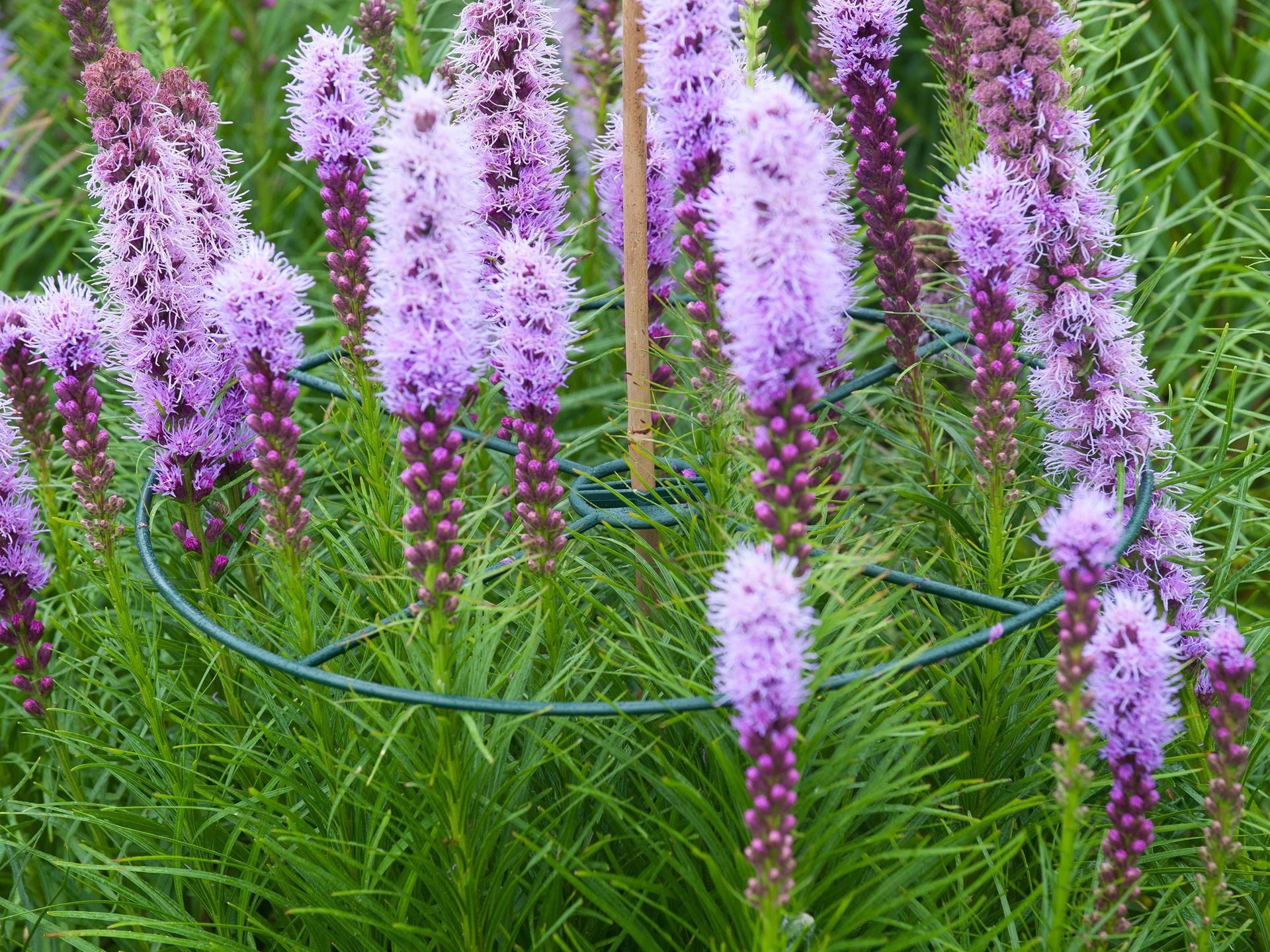 Plantensteunen-30cm-set-a-3-stuks