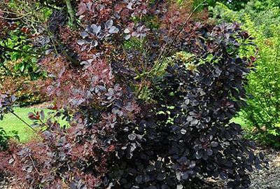 Cotinus coggygria 'Royal Purple' - pot 10L - 60-80 cm