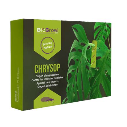 Chrysop-5-kaartjes-met-Chrysopa-eieren-tegen-bladluis-spint-trips-en-wolluis