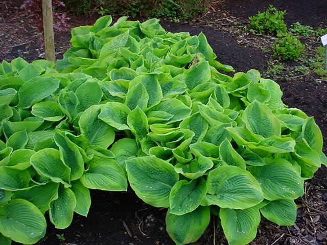 Plantenfiche-Hosta-Frances-Williams-