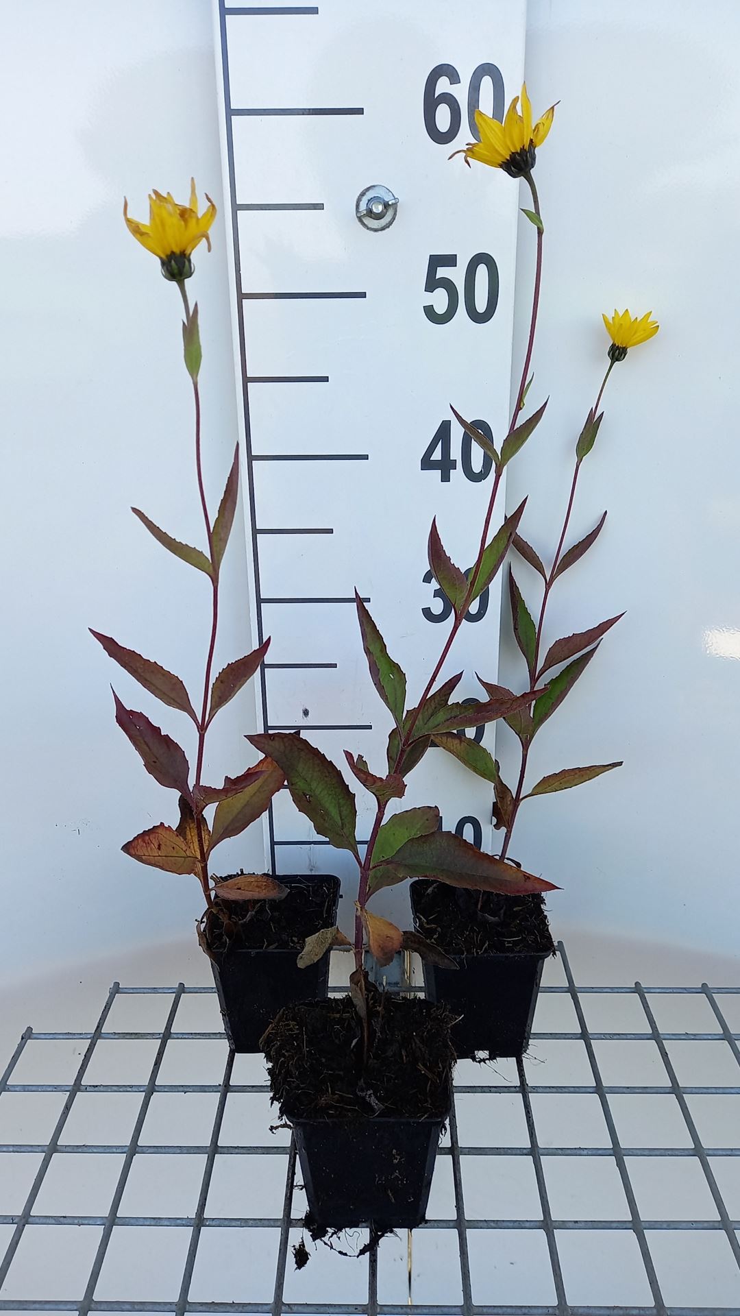 Helianthus atrorubens - pot 9x9 cm