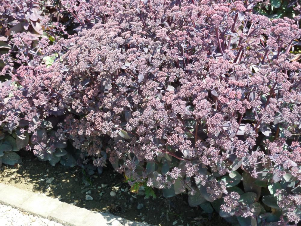 Plantenfiche-Sedum-Xenox-
