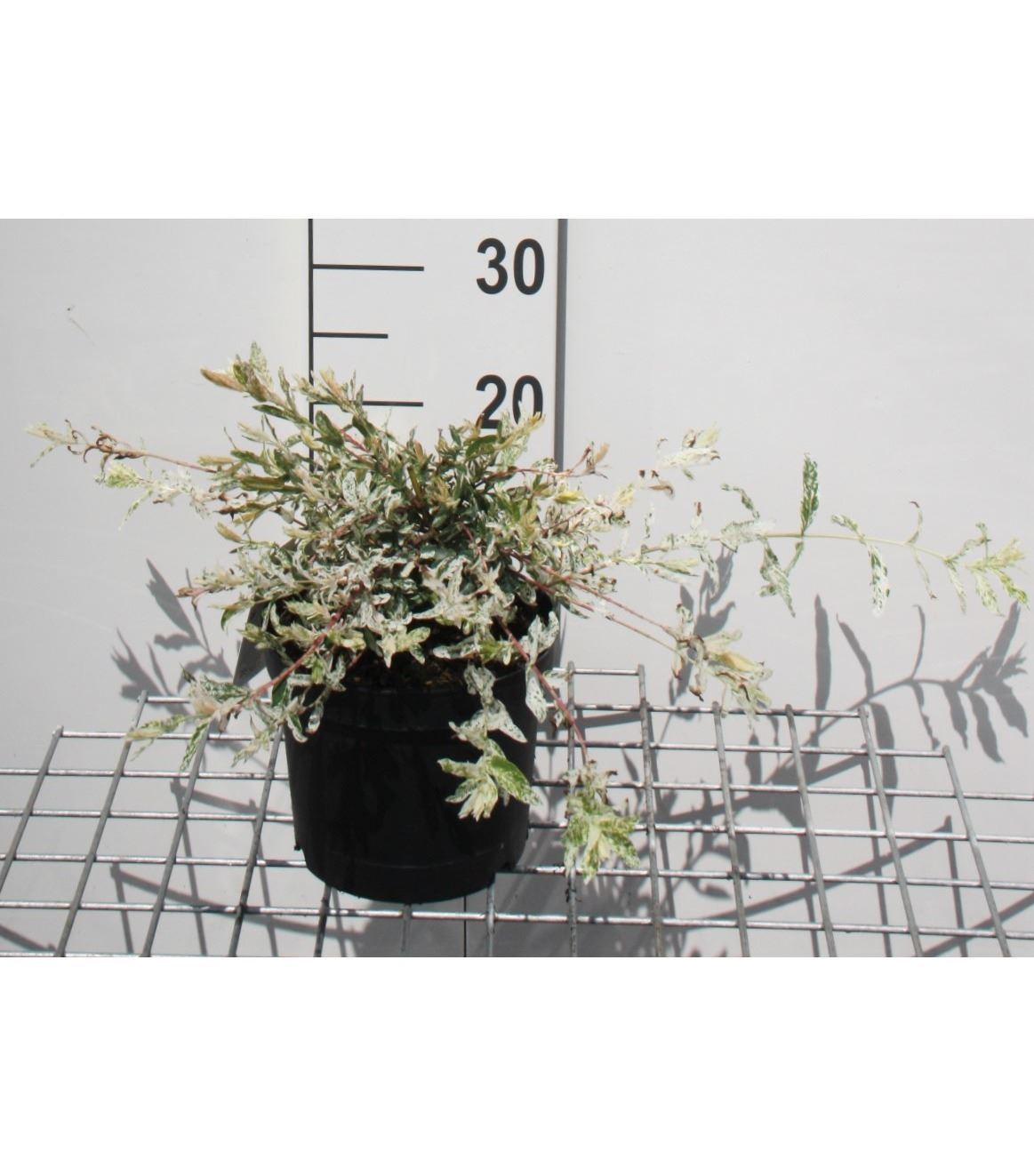 Salix integra 'Hakuro-nishiki' - pot - 40-50 cm