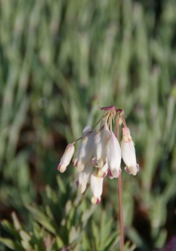 Plantenfiche-Dicentra-formosa-Aurora-
