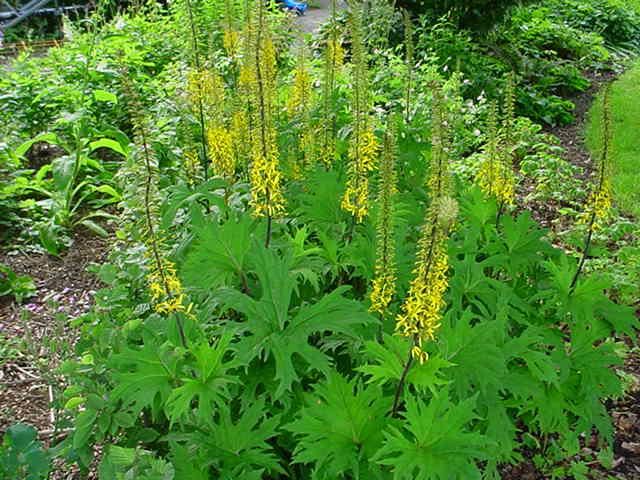 Plantenfiche-Ligularia-przewalskii