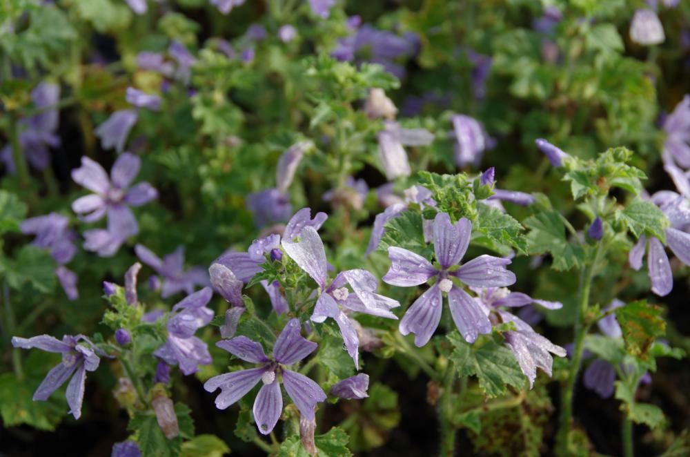 Plantenfiche-Malva-sylvestris-Primley-Blue-