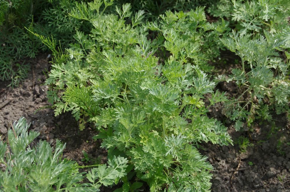 Plantenfiche-Artemisia-absinthium-Alsem-