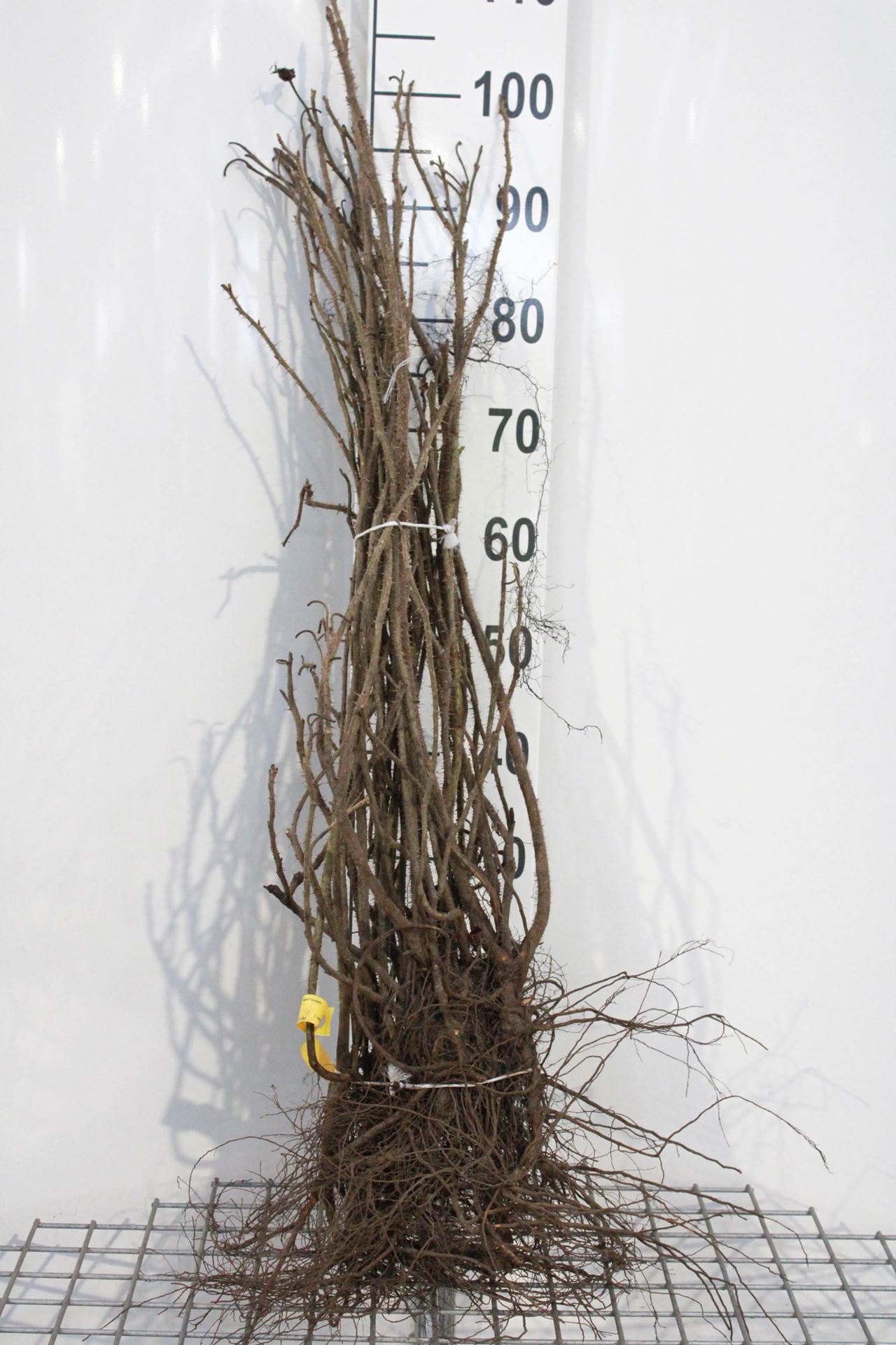 Rooting Rugosa Roses Rosa rugosa - bare root - 60-90 cm - 3-5 branches