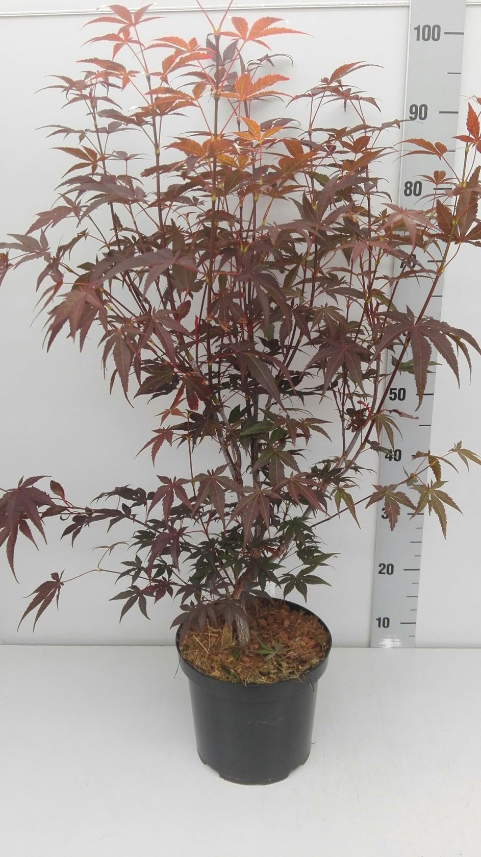 Acer palmatum 'Atropurpureum' - pot 10L - 70-80 cm