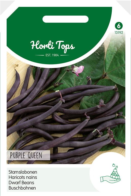 Stamslabonen-Purple-Queen