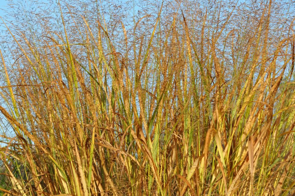 Plantenfiche-Panicum-virgatum-Thundercloud-