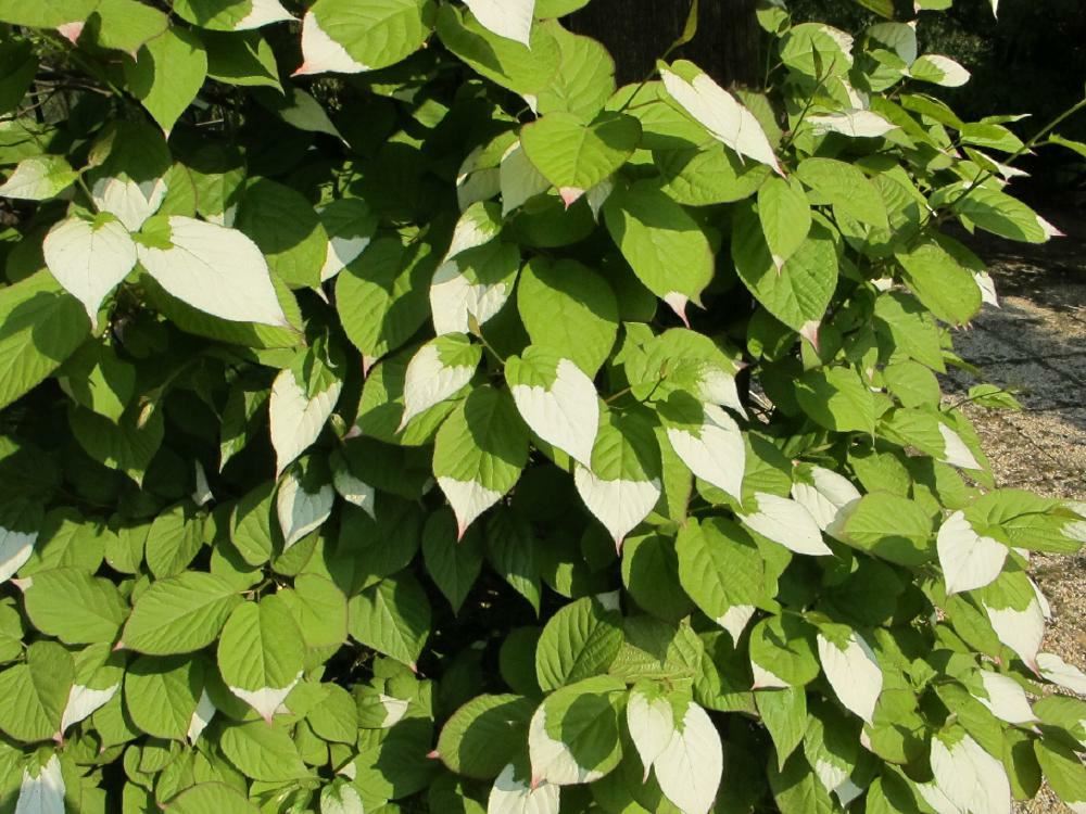 Plantenfiche-Actinidia-kolomikta