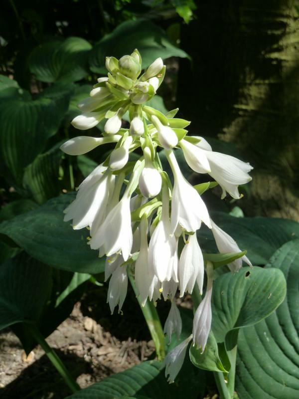 Plantenfiche-Hosta-Elegans-