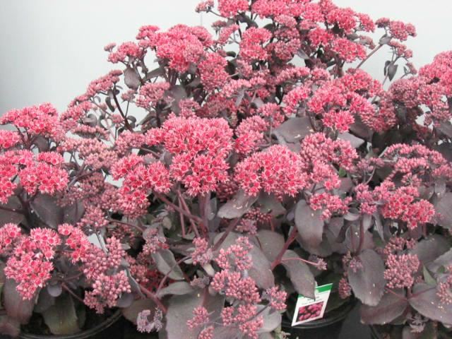 Plantenfiche-Sedum-Jose-Aubergine-