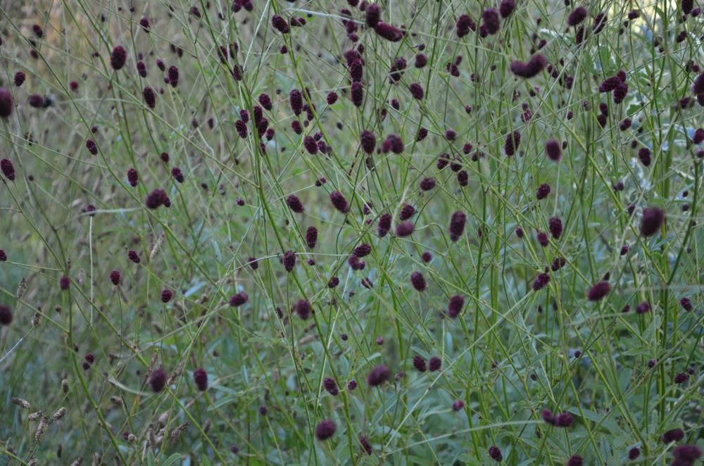 Plantenfiche-Sanguisorba-officinalis-Red-Thunder-