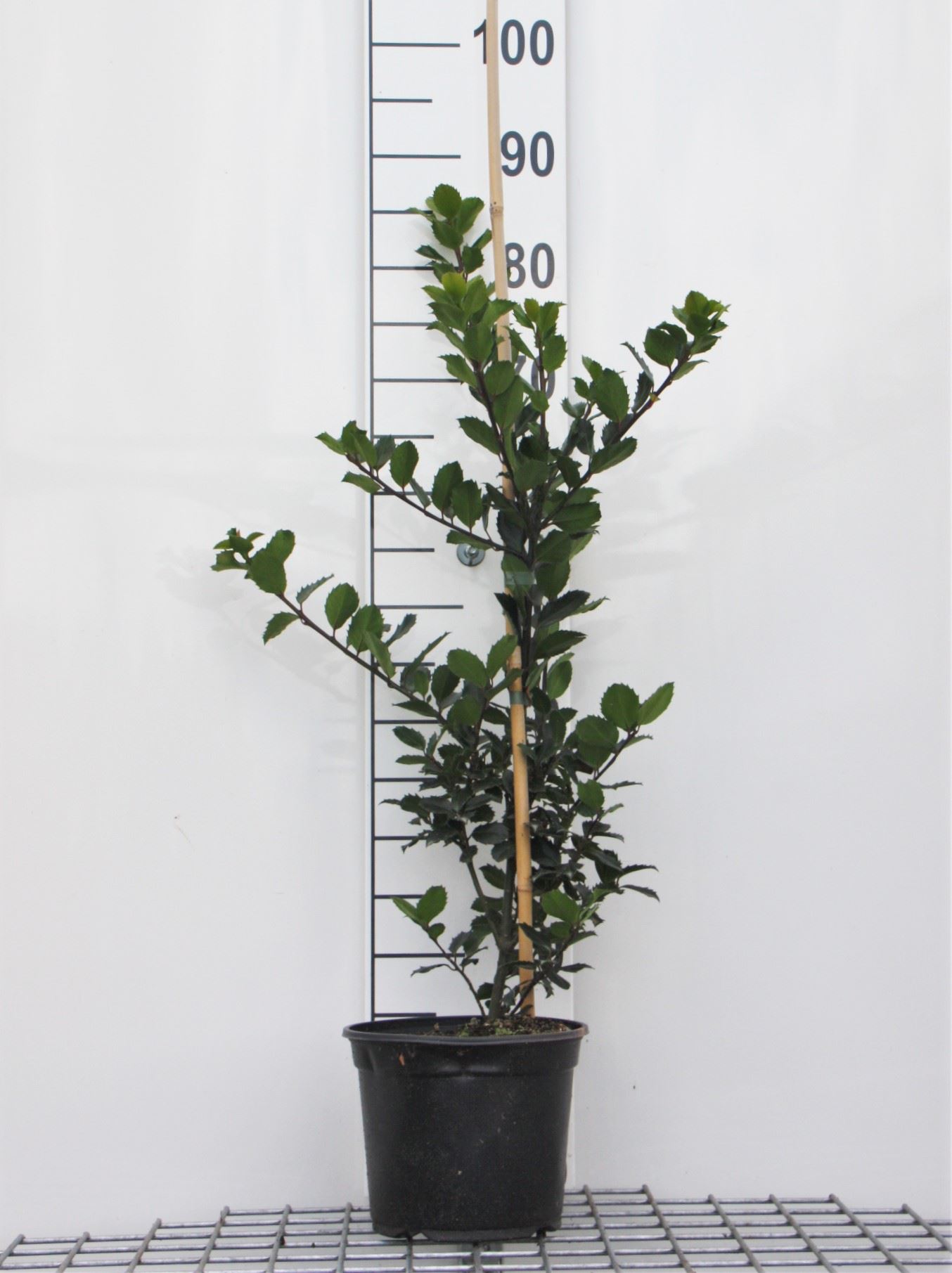 Ilex x meserveae 'Blue Princess' - pot - 40-60 cm