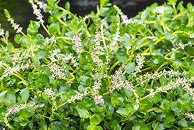 Rotala rotundifolia - pot 9x9 cm