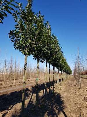 Prunus laurocerasus 'Novita' - pot - 40-60 cm