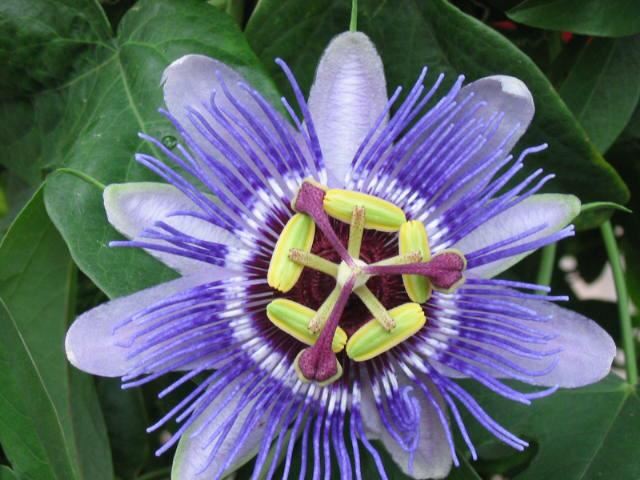 Plantenfiche-Passiflora-Purple-Haze-