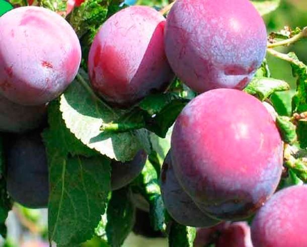 Prunus domestica 'Reine Claude d'Althan' (Althans Reine Claude, Graf Althans Reneklode) - pot - halfstam boom
