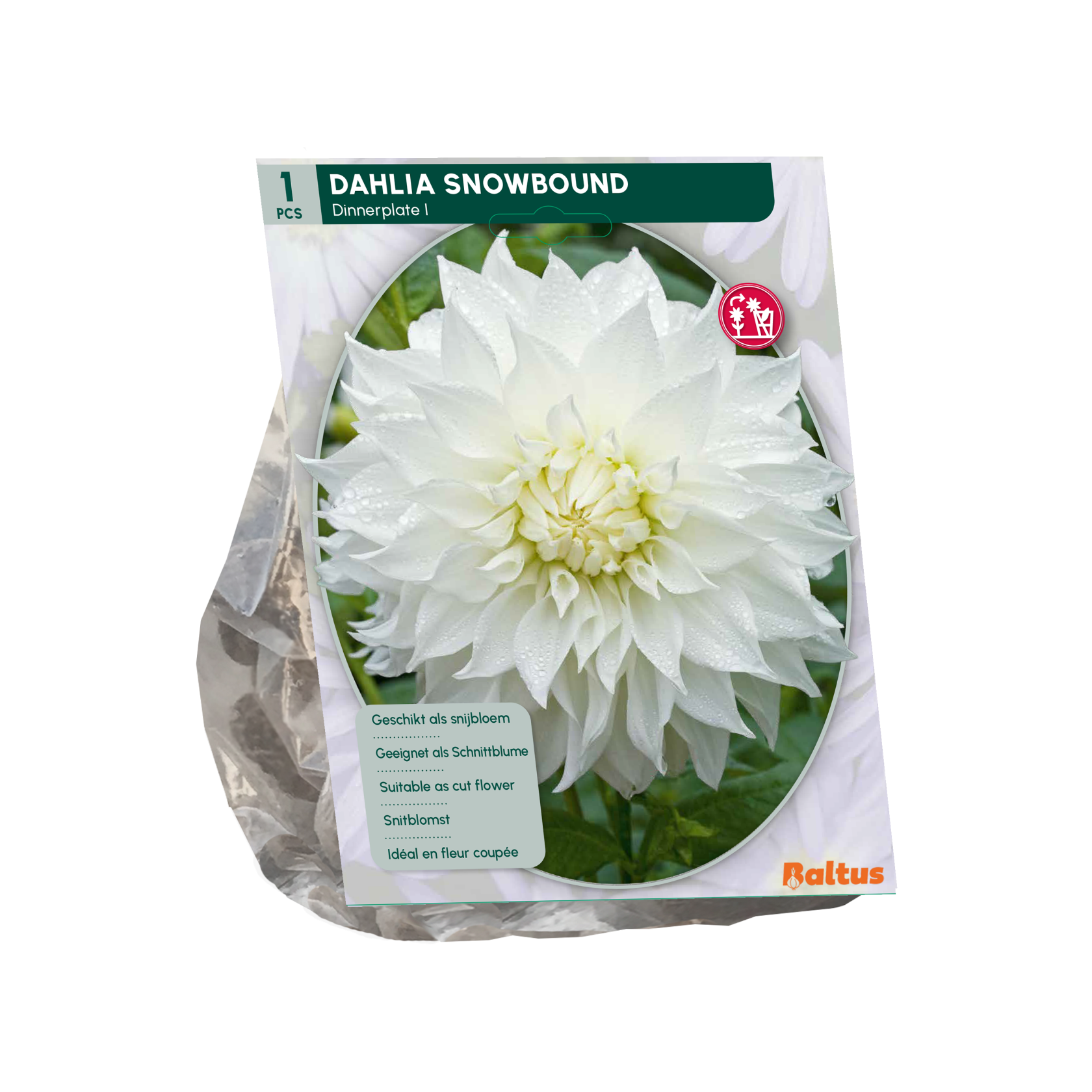 Baltus dahlia 'Dinnerplate Snowbound' - Autumn flowering bulbs - 1 bulb (white)
