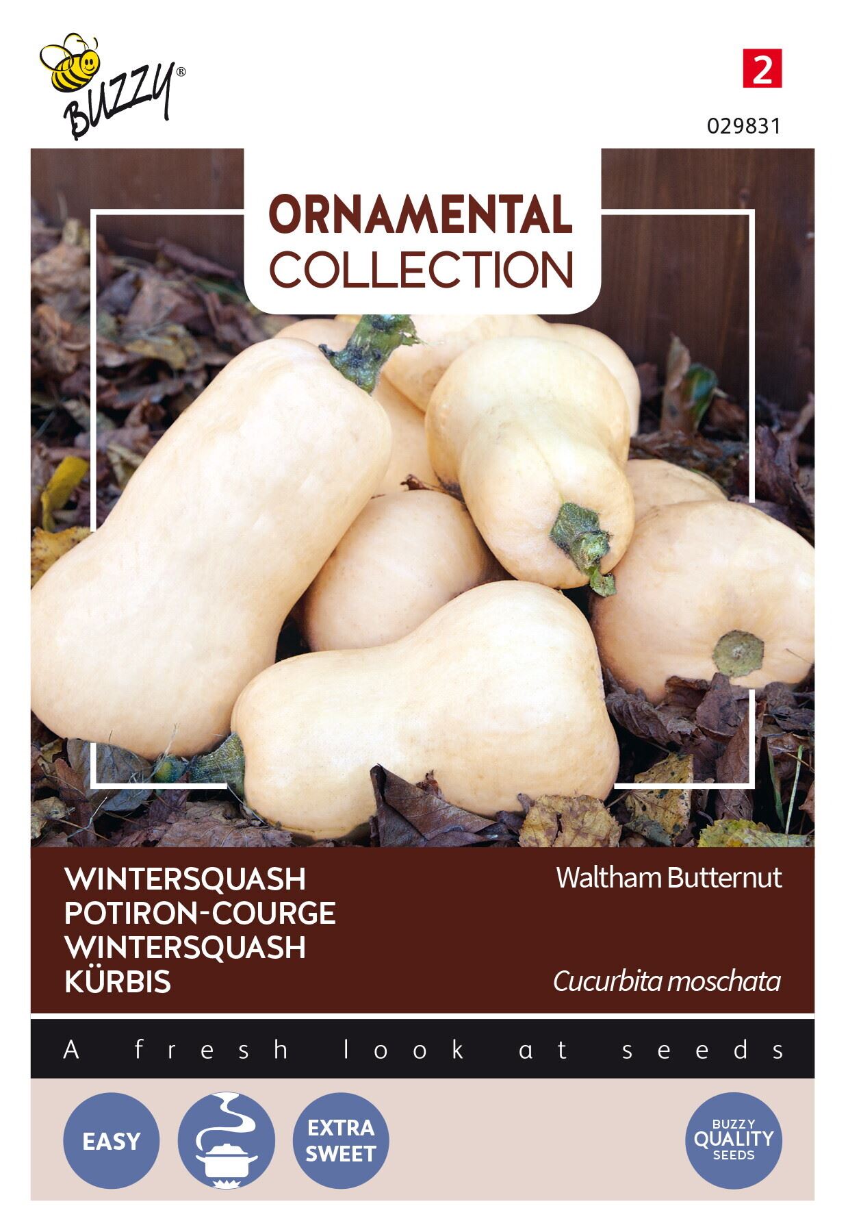 Buzzy-Ornamental-Wintersquash-Waltham-Butternut