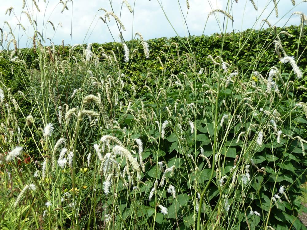 Plantenfiche-Sanguisorba-tenuifolia-var-alba